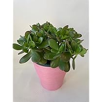 71SilKe90sL._AC_UL210_SR210,