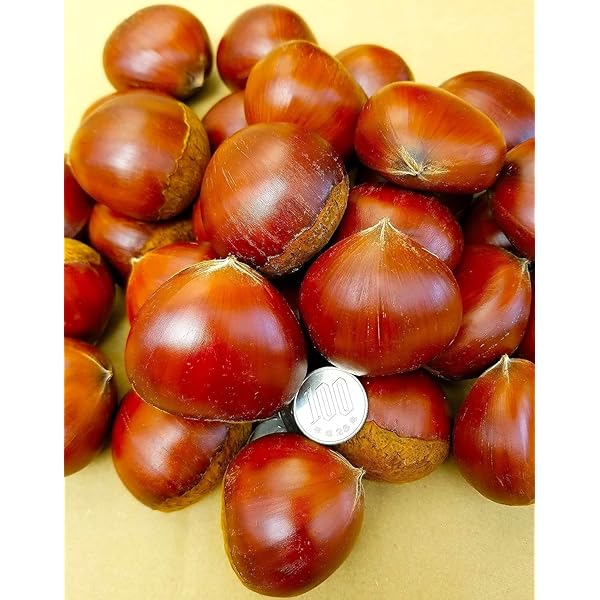 Amazon.co.jp: 【茨城県産 約2kg】栗 生栗 2L-3L 大粒 化粧箱