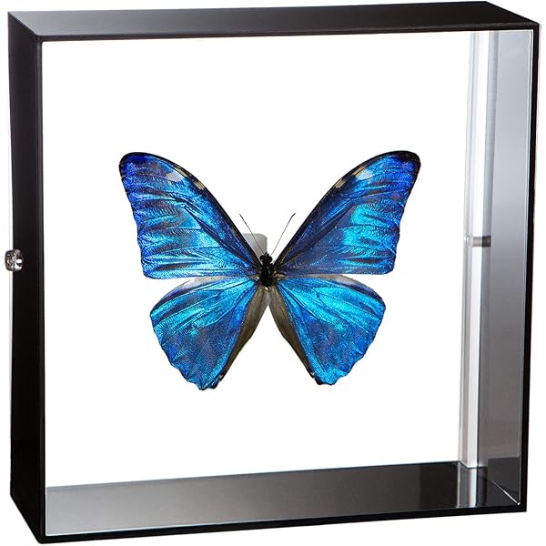 Amazon.co.jp: 蝶の標本 メネラウスモルフォ Morpho meneraus モルフォ
