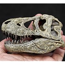 Tyrannosaurus Skull Model ティラノサウルス Amazon.co.jp: 樹脂製ティラノサウルス レックス スカル モデル