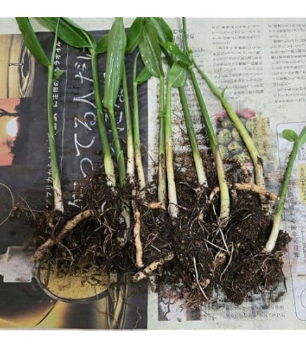 Amazon.co.jp: 岐阜県産 国産 孟宗竹 地下茎 竹 苗 モウソウ : DIY