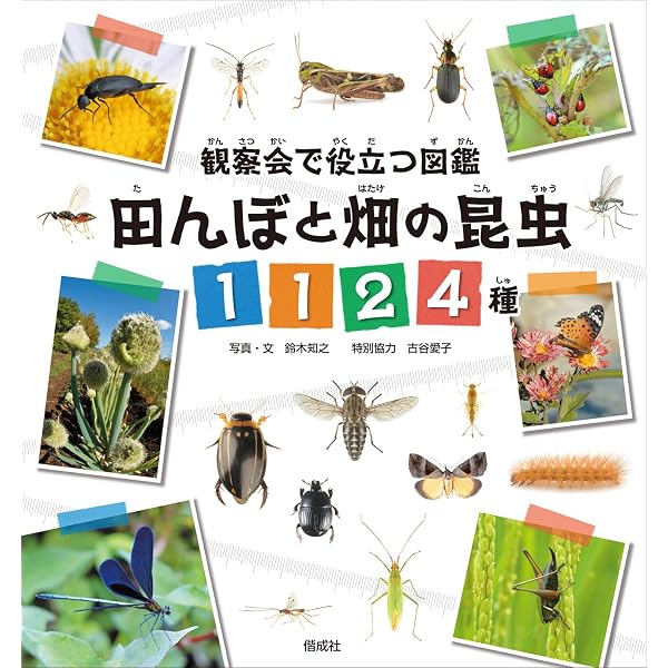 趣味からはじめる昆虫学 | 熊澤辰徳 |本 | 通販 | Amazon
