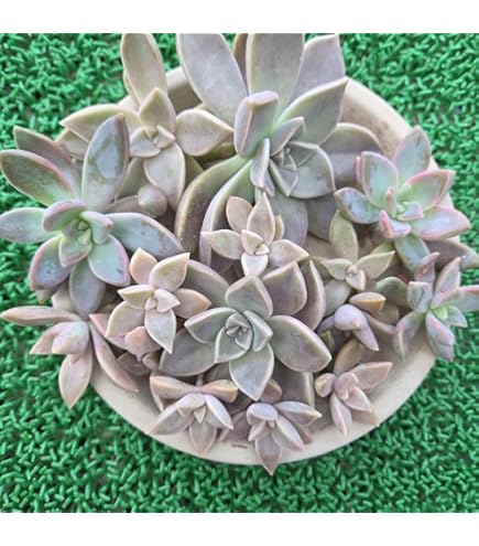 Amazon.co.jp: 食用多肉植物 おぼろつき Graptopetalum paraguayense