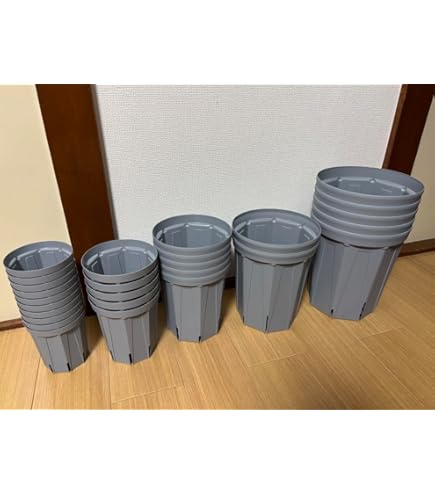 Amazon.co.jp: オペルクリカリア デカリー 5号 鉢ごと発送