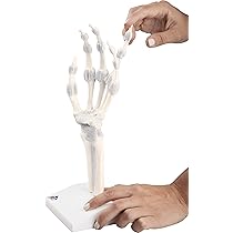 手関節と足関節模型　手足解剖セット 3B Scientific 手関節と足関節模型 手足解剖セット 3B Scientific Amazon.co.jp