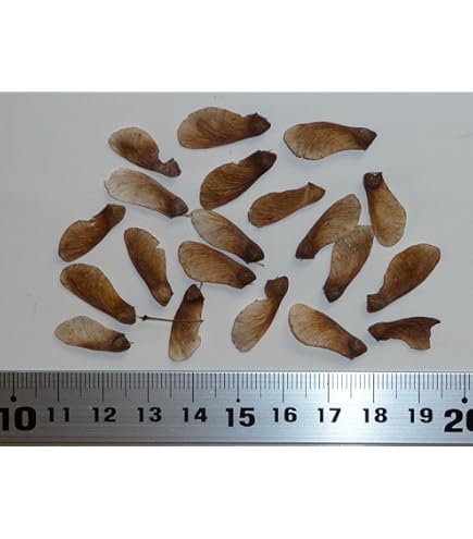 Amazon.co.jp: 【モミジ・カエデの種】ミカワヤツブサ＜三河八房