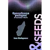 【種子：10粒】オペルクリカリア・パキプス Operculicarya pachypus マダガスカル産 塊根植物 コーデックス RUU PLANTS (10)
