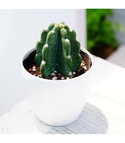 Amazon.co.jp: 鉢植え 柱サボテン ヌーダム トゲ無し ブランチ 沖縄