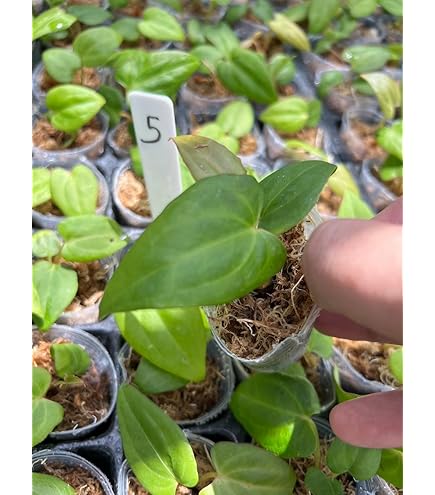 Amazon｜アンスリウム 交配種, ベッセアエ × デビリス × ドリーム