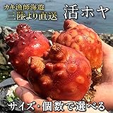 Amazon 活ほや 生ほや 活ホヤ 活海鞘 マボヤ 殻付き 刺身用 生食用 石巻産 三陸産 カキ漁師海遊 産地直送 Lサイズ 3個 カキ漁師 海遊 食品 飲料 お酒 通販