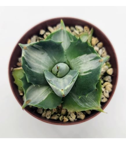 Amazon｜アガベ エボリスピナ 陽炎 No.A4｜観葉植物 オンライン通販