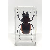 昆虫標本(クワガタ), 8種類 imgrc0089310425.jpg