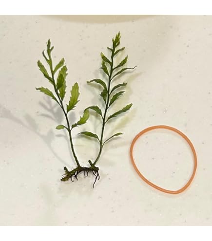 Amazon.co.jp: （水草）巻きたて ボルビティス ヒュディロティ 流木 S