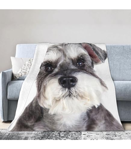 【新品未使用】ジェラピケ 柴犬　ブランケット　グレー　限定品 NEWS