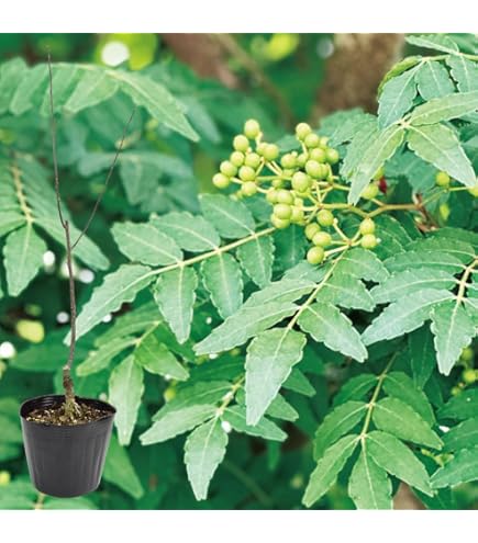 実がなる‼️トゲなし‼️朝倉山椒　苗木　4株‼️ Amazon | 朝倉山椒 大実トゲ無し山椒 苗木 4号ロングポット 全高