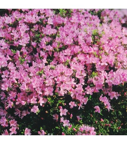 Amazon.co.jp: ツツジ 苗 シロヤシオツツジ 白八汐つつじ 白花 7号