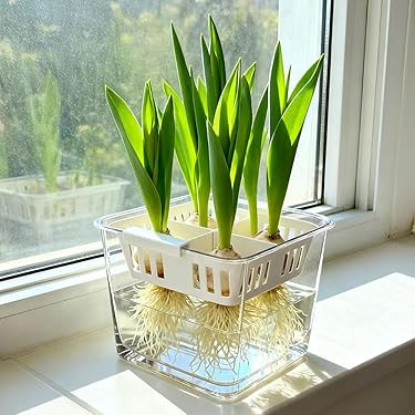 Amazon.co.jp 最新リリース: 鉢 の新着ランキングです。