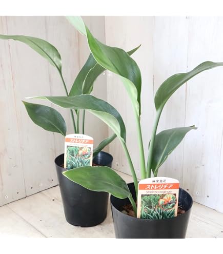 Amazon｜観葉植物：ストレリチア レギネ*4号プラポット｜観葉植物