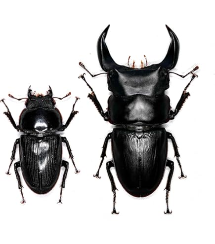 Amazon.co.jp: 【極美品】YUJIN ユージン 原色図鑑シリーズ 原色昆虫類