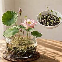 水蓮の花びら　4枚セット Amazon.co.jp: [TAIGU]睡蓮の種 10粒＋予備2粒 茶碗蓮の種 睡蓮 ハスの