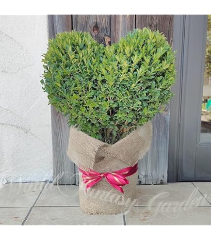 Amazon.co.jp: 豆柘植玉仕立て まめつげ つげ豆ツゲ玉仕立て : DIY