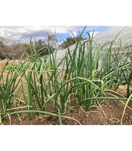 玉ねぎ苗【⭕️浜笑1000本⭕️マッハ2000本⭕️】【野菜苗】【玉葱苗】 玉ねぎ苗⭕️O・K黄200本⭕️浜笑300本⭕️赤玉100本⭕️マッハ300本
