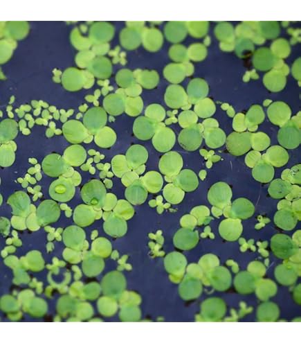 Amazon.co.jp: アマゾンフロッグビット 5株 水草 浮草 【PORTASHOP発送