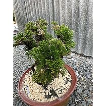 Amazon.co.jp: 30年物 岩松 イワヒバ 岩ヒバ 盆栽 山野草 高山