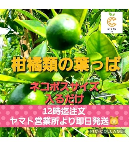 アゲハ幼虫の餌、岐阜産、柑橘類の夏の新葉、枝付きも可、約12本、60枚 若葉多め【無農薬】金柑の枝付き葉100g～☆アゲハ蝶・幼虫のエサ