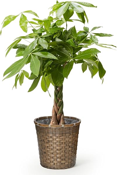 Bloomee (ブルーミー) Pachira Indoor Plant (Size 7 Pot, with Braided Basket and Pot Cover) Real, Large, Indoor Pot (Enhances Luck, Air Purification, Feng Shui) Stylish, Large, Interior (Gift, Present - 1
