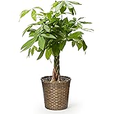 bloomee(ブルーミー) パキラ 観葉植物 (7号 編み込みバスケット 鉢カバー 付) 本物 大型 室内用 鉢 (金運アップ 空気浄化 風水) おしゃれ インテリア 大きい (ギフト プレゼント お祝い) 初心者でも育てやすい お中元 敬老の日