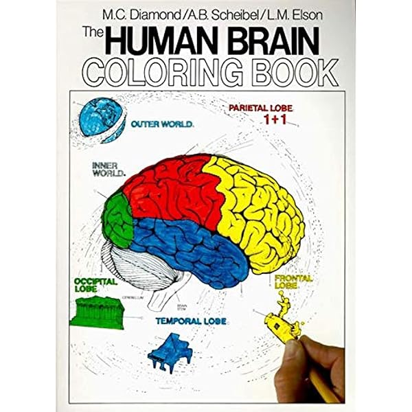 Neuroscience: Exploring The Brain - Bear,Mark, Connors,Barry