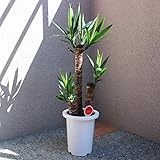 ユッカ (青年の木) 観葉植物 中型 7号プラスチック鉢【品種で選べる観葉植物・リビングやオフィス向きサイズ/1個売り】育てやすい観葉植物の代表のような品種です。別名は「成長・発展の木」で、ユッカのまっすぐに伸びる性質や、新芽が力強く次々と芽吹く様子