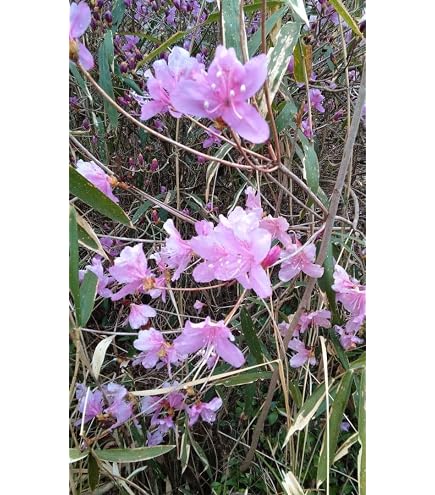 Amazon.co.jp: 鉢植えにもちょうど良い大きさ！庭木苗：ミツバツツジ