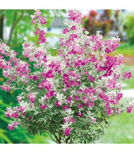 Amazon.co.jp: 花木 常緑ヤマボウシ 金陽 1株 / 国華園 25年秋商品