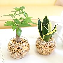 71UOvBLpv8L._AC_UL210_SR210,