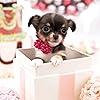 犬 Ipad壁紙 トイプードル 令和動物カレンダー その他 スマホ用画像 犬 Ipad壁紙 トイプードル 令和動物カレンダー その他 スマホ用画像