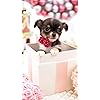 犬 Hd 7 1280 壁紙 ふわふわポメラニアン その他 スマホ用画像 犬 Hd 7 1280 壁紙 ふわふわポメラニアン その他 スマホ用画像