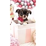 犬 フルHD(1080×1920)スマホ壁紙/待受 かわいいプレゼント 犬 フルHD(1080×1920)スマホ壁紙/待受 かわいいプレゼント