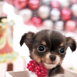 犬 壁紙 スマポ 犬 壁紙 スマポ
