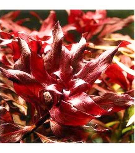 Amazon.co.jp: 赤系水草セット1 無農薬・無害虫 二酸化炭素なしOK イイ