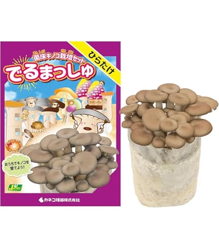 Amazon | しいたけ 種駒すその620号（棒型） 500個入り｜従来品種より