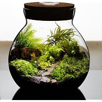 Amazon.co.jp: 【苔庵介る】 【LEDで光る】苔テラリウム 完成品 13cm