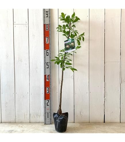 Amazon.co.jp: 果樹苗 プラム 苗木 プラム井上 1年生接木 4.5号(13.5cm