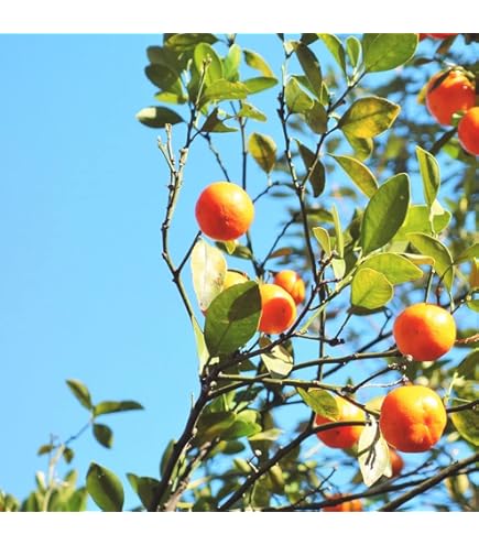 Amazon.co.jp: みかん 苗木 小みかん(桜島小みかん) 13.5cm