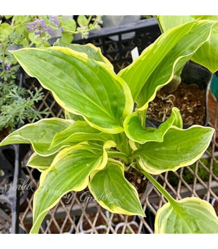 ギボウシ　ホスタ 検索結果｜おぎはら植物図鑑｜ おぎはら植物園