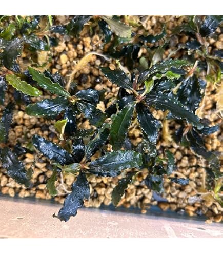 Amazon.co.jp: ブセファランドラ ラマンダウ Bucephalandra sp