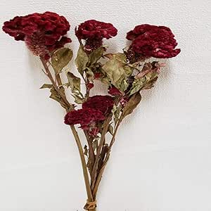 Amazon 東京堂 ドライフラワー ナチュラル L約35 0cm ケイトウ枝付き Fd 25g入 ドライフラワー オンライン通販