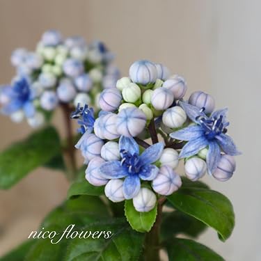 Amazon.co.jp: 常緑 アジサイ 碧の瞳 青い実 紫陽花 : DIY・工具・ガーデン