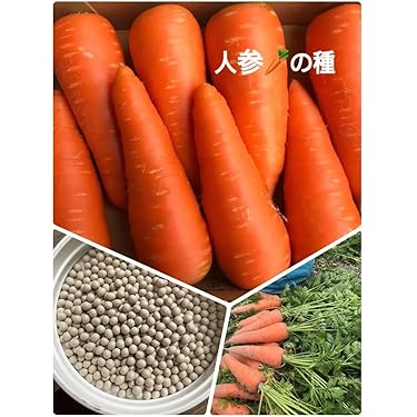 Amazon.co.jp 最新リリース: 園芸用種 の新着ランキングです。
